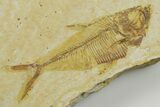 Detailed Fossil Fish (Diplomystus) - Wyoming #363898-1
